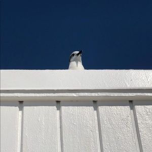 Meet your Posher, No